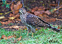 Accipiter striatus